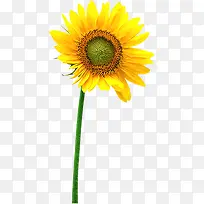 清新夏季黄色向日葵