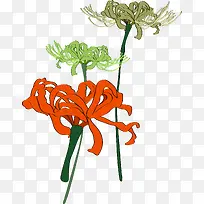 手绘韩式菊花植物