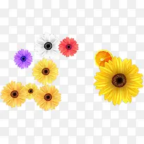 彩色菊花花卉夏天