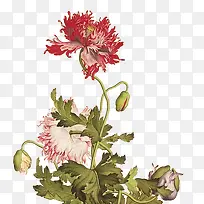 菊花png素材