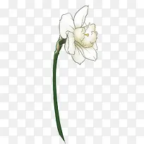 手绘白色小花植物