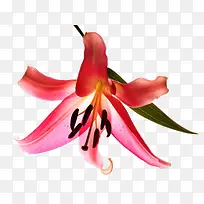 粉色百合花