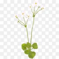 手绘白色可爱小花植物创意
