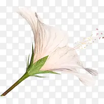 粉色百合花