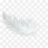 白色羽毛装饰图