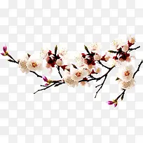 高清白色桃花装饰树枝