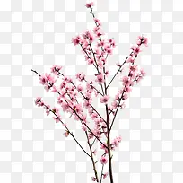 清新粉色桃花树枝