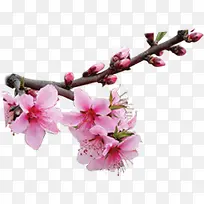 春天风景粉色桃花装饰