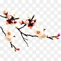中秋节粉色桃花树枝
