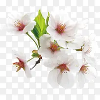 白色桃花枝实物