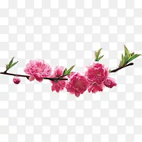 春天风景粉色桃花树枝装饰