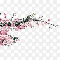 粉色创意花朵桃花树枝