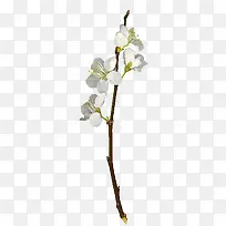 桃花白色桃花树枝植物