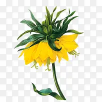 黄色的花