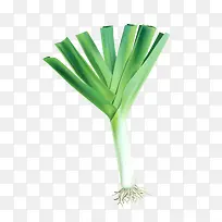 矢量大葱叶子