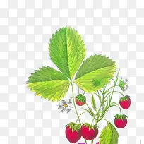 手绘草莓