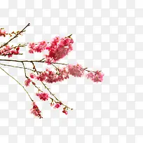 粉色的花朵