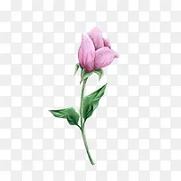 粉色的花