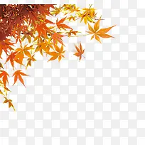 枫叶