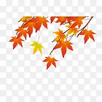 枫叶