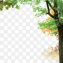 秋天树木图