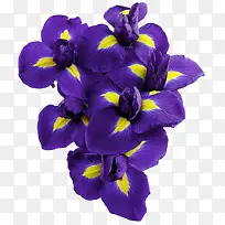 紫色秋天植物喇叭花