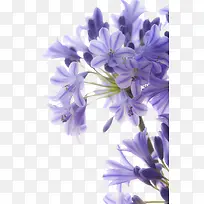 紫色植物秋天质感花朵
