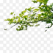 现代简约绿色树枝