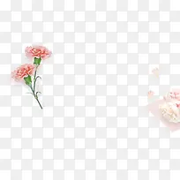 花朵植物白粉色花朵
