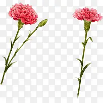 创意粉色植物教师节花朵