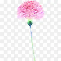 粉色分层设计康乃馨花朵手绘