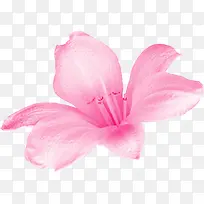 粉色高清花朵纹理