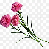 粉色温馨康乃馨花朵节日母亲节