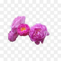 蔷薇花