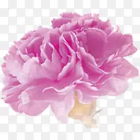 粉色梦幻花朵植物节日