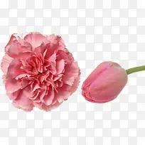 粉色康乃馨温馨花朵