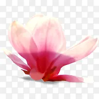 清新简约粉色花朵