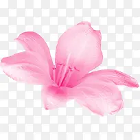 粉色高清纹理花朵装饰