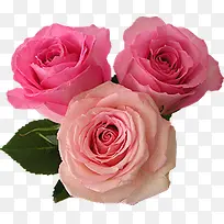 粉色美景玫瑰花朵