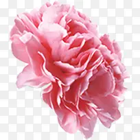 创意海报植物花朵设计粉色