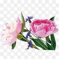 粉色手绘花朵装饰植物