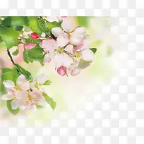 粉色花朵美景树叶