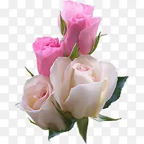 清新白粉色玫瑰花朵