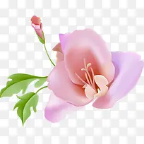 粉色甜美玫瑰花朵植物