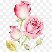 粉色水彩玫瑰花朵