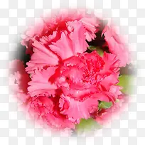 粉色康乃馨花朵风景