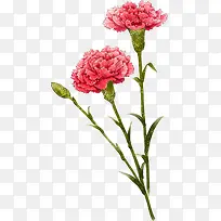 粉色手绘温馨花朵植物