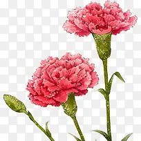 粉色水彩康乃馨花朵
