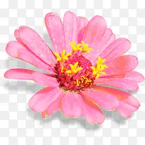 粉色水彩设计花朵盛开