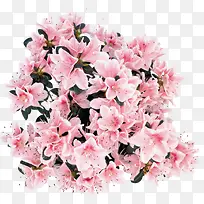 粉色康乃馨花朵装饰美景